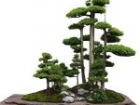 Lịch sử cây bonsai